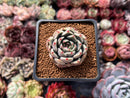 Echeveria Hybrid sp. 1" Succulent Plant
