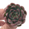 Echeveria 'Jelly Story' 1" Succulent Plant