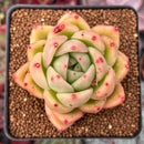 Echeveria Agavoides 'Maria' Hybrid 2"-3" Succulent Plant