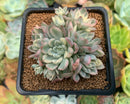 Echeveria 'Mebina' Variegated 2" Cluster Succulent Plant