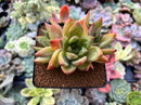 Echeveria sp. 3" Succulent Plant