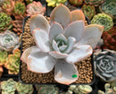 Echeveria 'White Lotus' 3" Powdery Succulent Plant