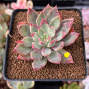 Echeveria 'Cherry Drop' 2" New Changhee Hybrid Succulent Plant