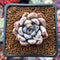 Echeveria 'Bijou' 1"-2" New Hybrid Succulent Plant