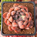 Echeveria 'Piano' 2" Succulent Plant