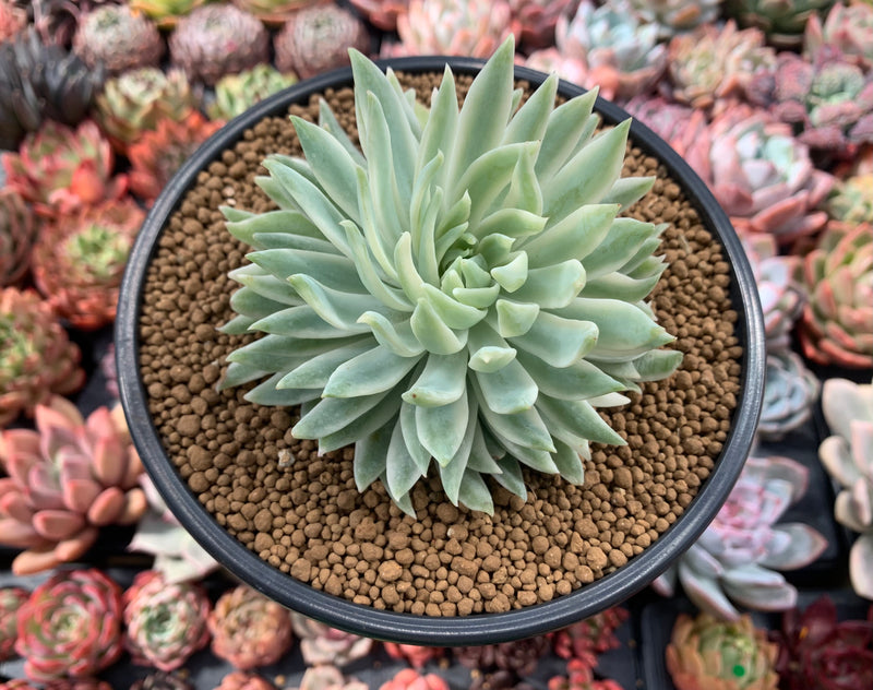 succulent plant 中文 Graptoveria 'Fanfare' Variegated 4"-5" Succulent Plant – True Succulents  Plant Co