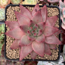 Echeveria Agavoides 'Sirus' 3" Succulent Plant