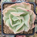 Echeveria 'Blade Runner' 2" Succulent Plant