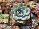 Echeveria 'Lehman' 2" Powdery Succulent Plant
