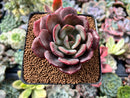 Echeveria 'Maroon Peak' 3" Succulent Plant