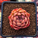Echeveria 'Spicy' 2" Succulent Plant