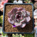 Echeveria 'Odette' 1"-2" Succulent Plant