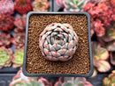 Echeveria Hybrid sp. 2" Succulent Plant