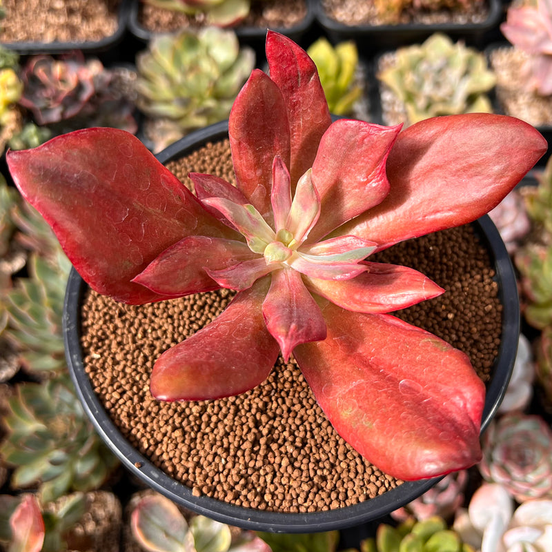Echeveria 'Diamond State' Variegated 3