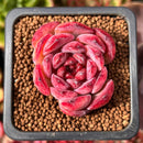 Echeveria 'Lovely' 1" Succulent Plant