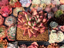 Echeveria Agavoides 'Sirus' 3" Succulent Plant