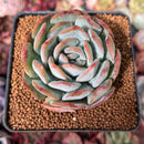 Echeveria 'Paul Shay' 2"-3” Succulent Plant