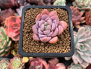 Echeveria sp. 1" Succulent Plant