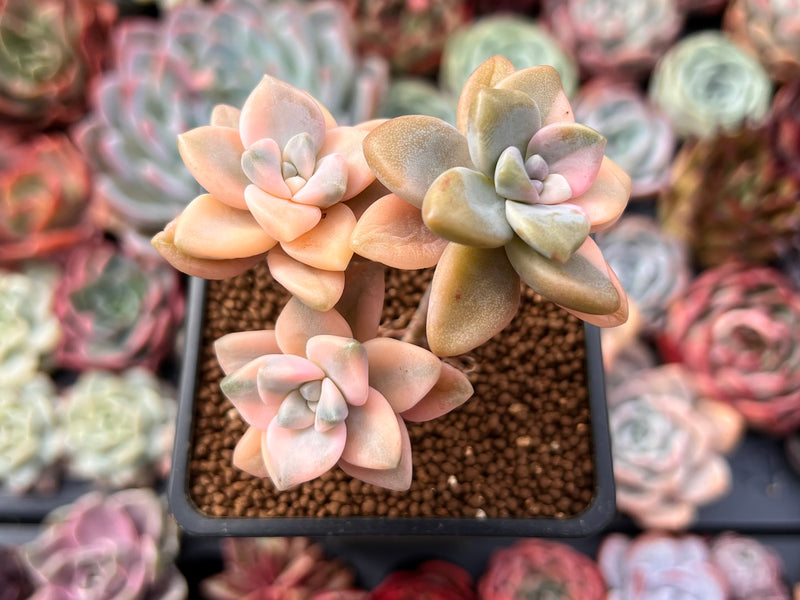 graptoveria succulent Graptoveria 'Titubans' Variegated 2” Succulent Plant