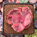 Echeveria 'Golden State' Variegated 2" Succulent Plant