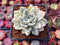 Echeveria 'Primera' Variegated 2" Succulent Plant