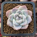 Echeveria 'Icy Green' 1" Succulent Plant