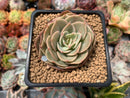 Echeveria 'Fun Queen' 1"-2" Succulent Plant