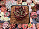 Echeveria Agavoides 'Ebony' Hybrid 2"-3" Succulent Plant