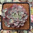 Echeveria 'Casiz Dragon' 3" Succulent Plant