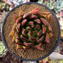 Echeveria Agavoides 'Stunning' 2" Succulent Plant