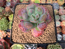 Echeveria 'Hearts Delight' 2" Succulent Plant