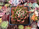 Echeveria Agavoides 'Lucant' 2" Succulent Plant