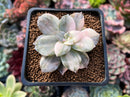 Quetzalcoatlia 'Pentandra Superba' Variegated 2" Succulent Plant (Formerly Graptopetalum 'Pentandrum Superbum' Variegated)