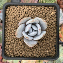 Echeveria 'Laui' 1" Powdery Succulent Plant