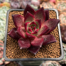 Echeveria Agavoides 'Red Jin A' 2" Air Magic Hybrid Succulent Plant
