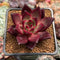 Echeveria Agavoides 'Red Jin A' 2" Air Magic Hybrid Succulent Plant
