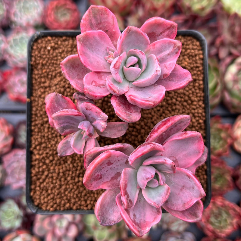 Graptoveria 'Mrs. Richards' Variegated 3