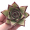 Echeveria Agavoides Black Edge Special Clone 3” Rare Succulent Plant