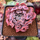 Echeveria 'Trumpet Pinky' 2" Succulent Plant