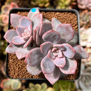 Echeveria 'Missing You' 2" Cluster Succulent Plant