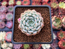 Echeveria 'White Zaragoza' 2" Powdery Succulent Plant