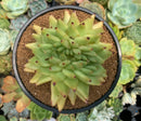 Echeveria Agavoides 'Maria' Crested 5" Large Succulent Plant