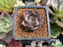 Echeveria 'Latvia' 1" New Hybrid Succulent Plant