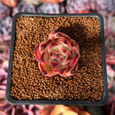 Echeveria Agavoides 'Pink Giant' 1" Succulent Plant