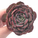 Echeveria ‘Lovely’ 3” Rare Succulent Plant
