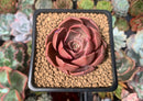 Echeveria 'Monchouchou' 2" Succulent Plant