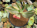 Echeveria 'Fimbriata' Variegated AKA 'Fasciculata' 4" Succulent Plant