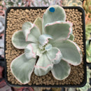 Echeveria 'Berkeley Light' Variegated 1"-2" Succulent Plant