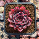Echeveria 'Black Swan' Selected Clone 2" Succulent Plant