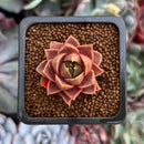 Echeveria 'Mysterious Rose' 1" Succulent Plant